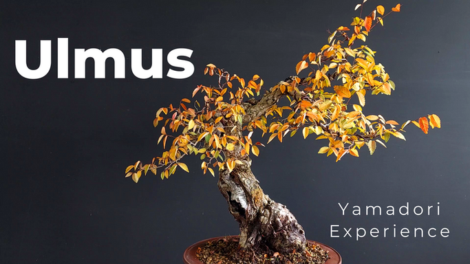 Ulmus Minor - Step 3